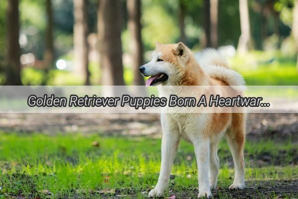 Golden Retriever Puppies Born A Heartwarming Photo Journey into Canine Cuteness